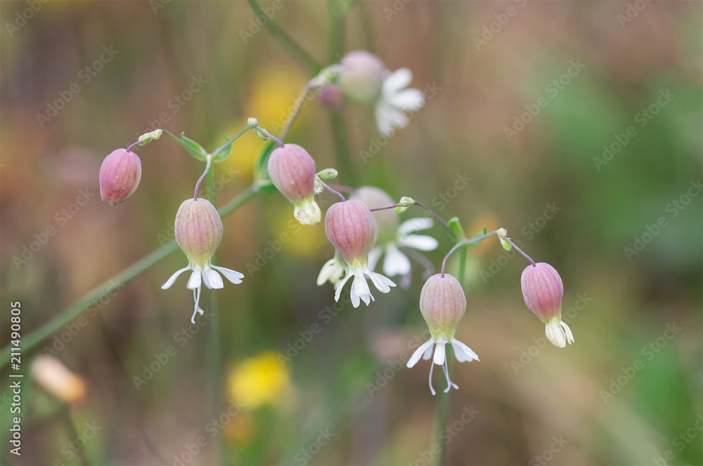 Silene flowers in the meadow. Silene flowers in the meadow.