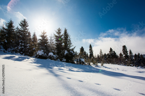 Winter walks in the footsteps of wild animals © oksix