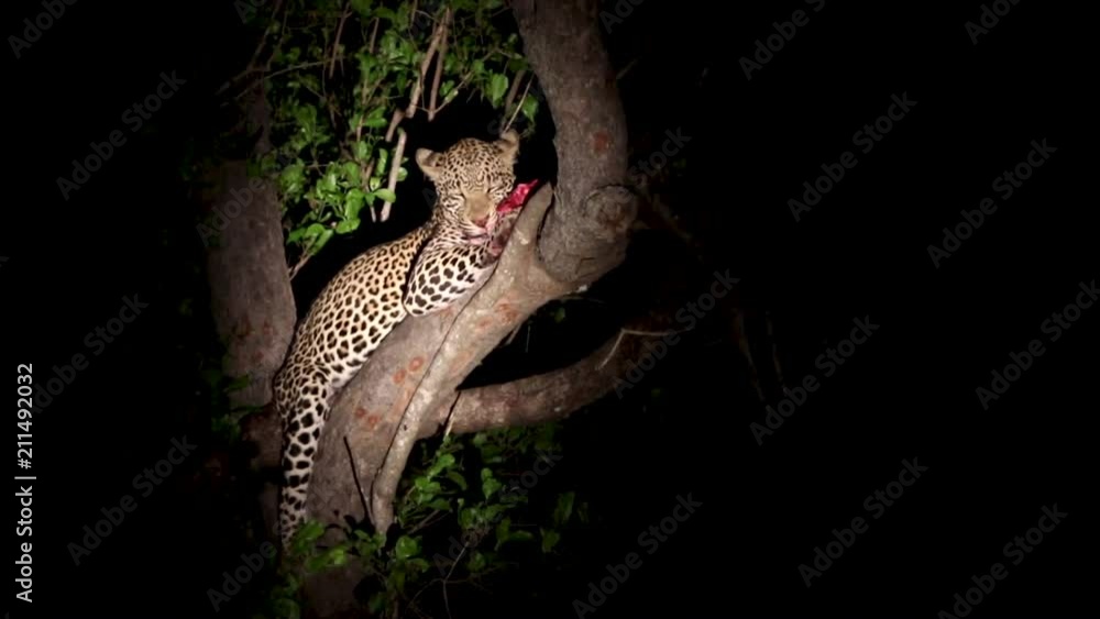 A male leopard at night feasting on a recent kill. A male leopard at night feasting on a recent kill.