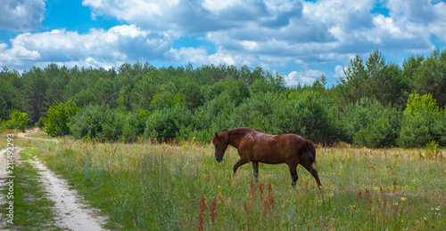A horse in a forest glade. A bright summer photo. The nature of the village © volody10