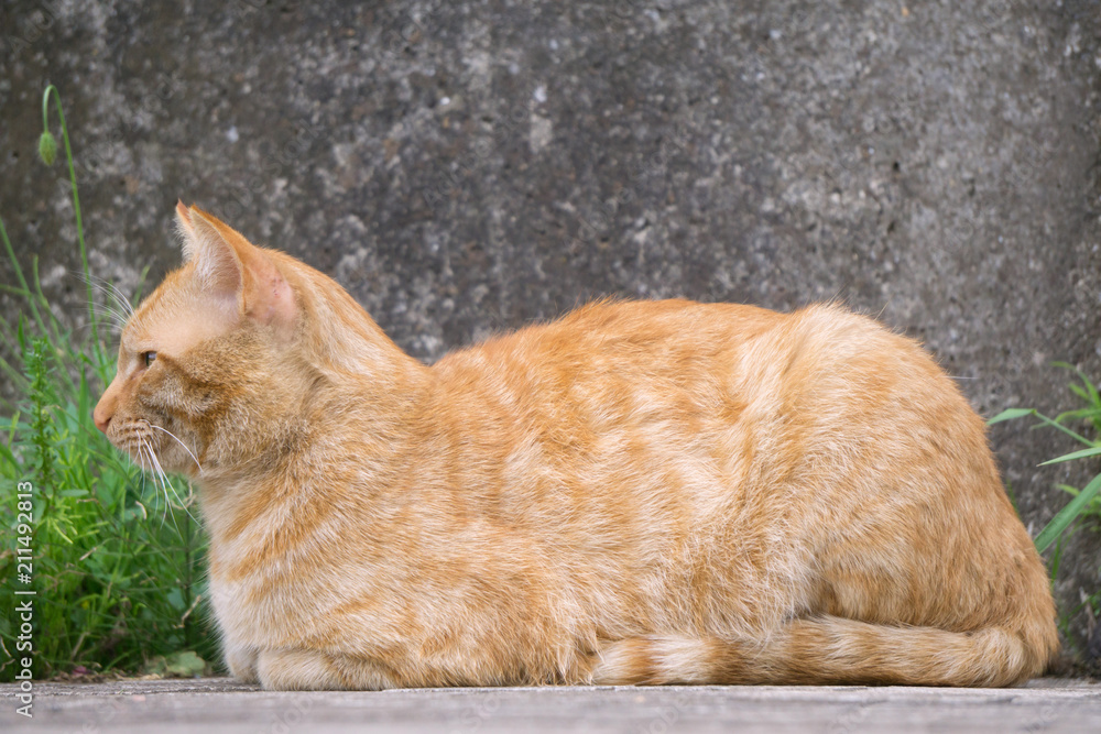 香箱座り茶トラ猫Stock Photo | Adobe Stock