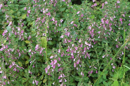 Pink flowers bloom in a meadow