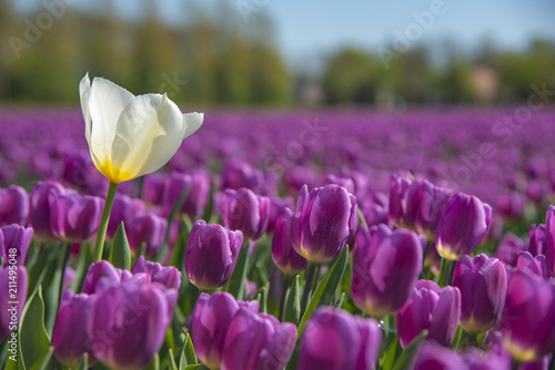 Fototapeta Naklejka Na Ścianę i Meble -  White tulip shining under the spring sun isolated by the purple color tulips
