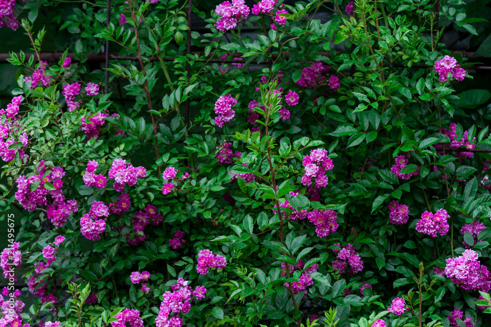 pink tea rose pink tea rose