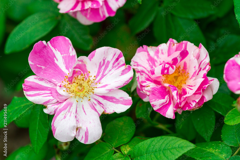 exotic rare rose exotic rare rose
