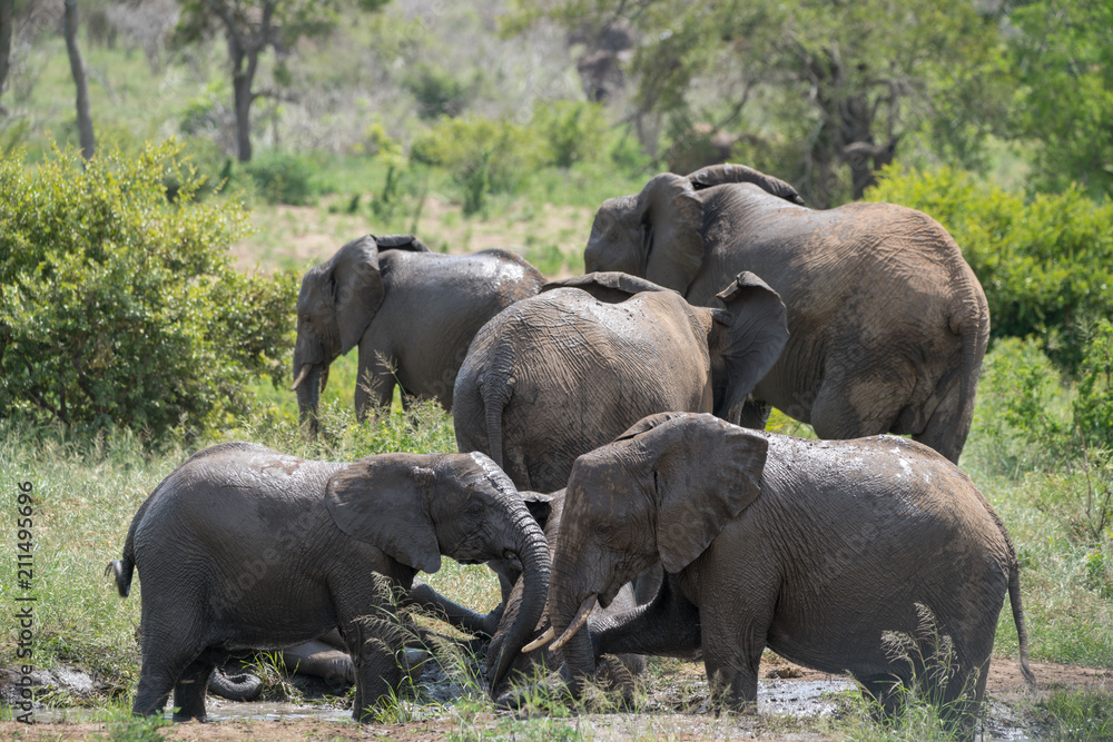 Elefanten nehmen ein Schlammbad in Afrika Elefanten nehmen ein Schlammbad in Afrika