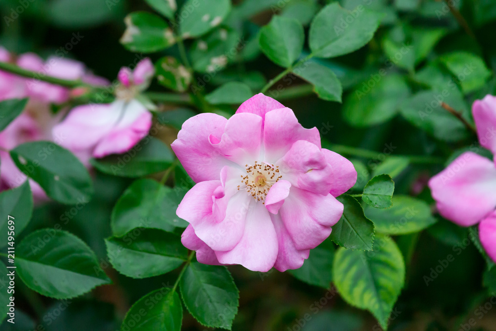 exotic rare rose exotic rare rose