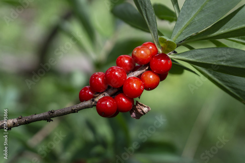 Poisonous red fruits of Daphne mezereum