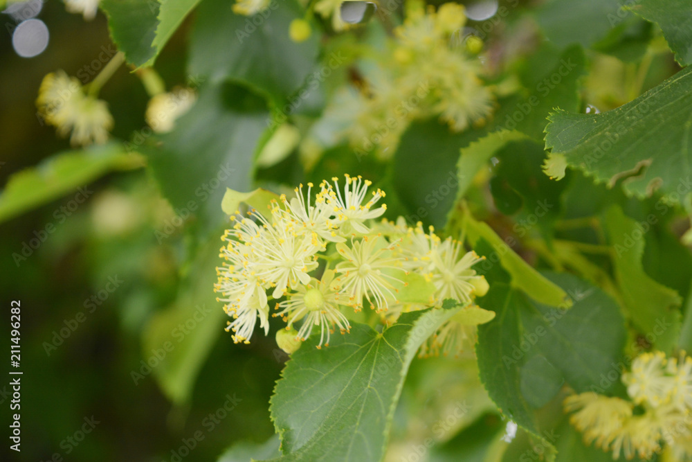 yellow linden flowers, natural summer landscape, honey plant, medicinal plant yellow linden flowers, natural summer landscape, honey plant, medicinal plant
