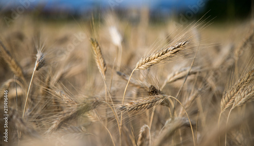 Erntereifes Getreide auf Feld  Landwirtschaft und Ackerbau