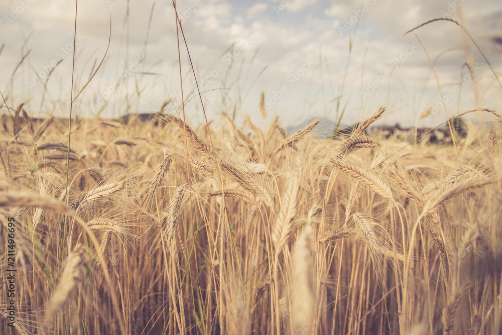 Fototapeta premium Erntereifes Getreide auf Feld, Landwirtschaft und Ackerbau