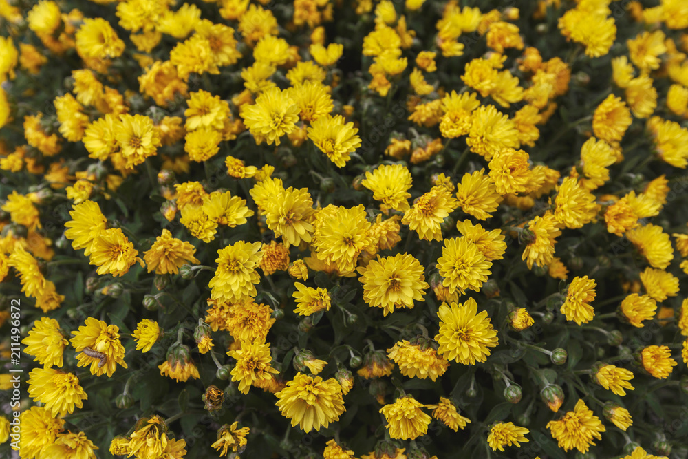 Yellow chrysanthemum flowers, closeup Yellow chrysanthemum flowers, closeup