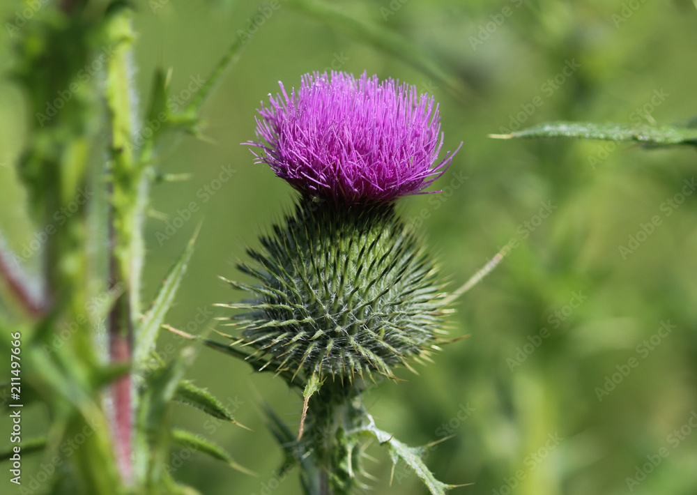 Cirsium vulgare flower, the spear thistle, bull thistle, or common thistle, blooming in summer Cirsium vulgare flower, the spear thistle, bull thistle, or common thistle, blooming in summer