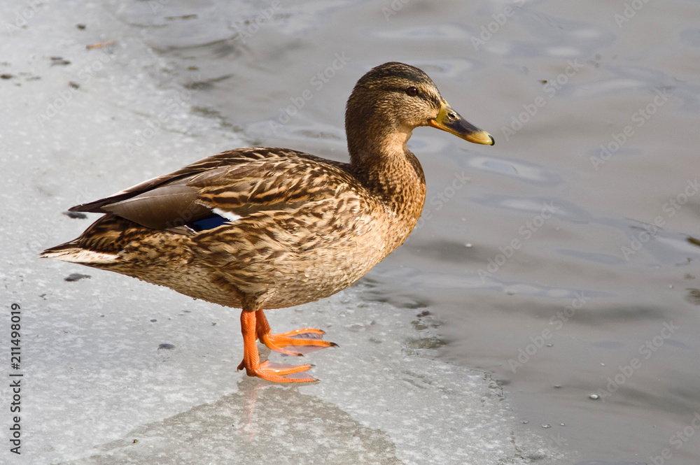 Beautiful wild duck in winter on ice. Ukraine Beautiful wild duck in winter on ice. Ukraine
