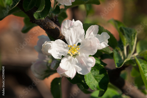 A branch of blooming apple on a blue background.