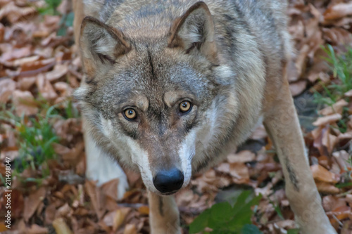 Portrait of Gray Wolf  Canis lupus  in autumn in the forest