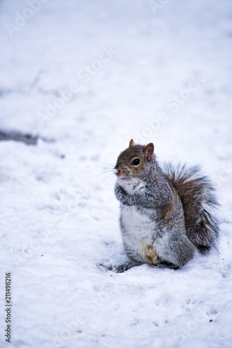 A squirrel sitting in the snow in winter