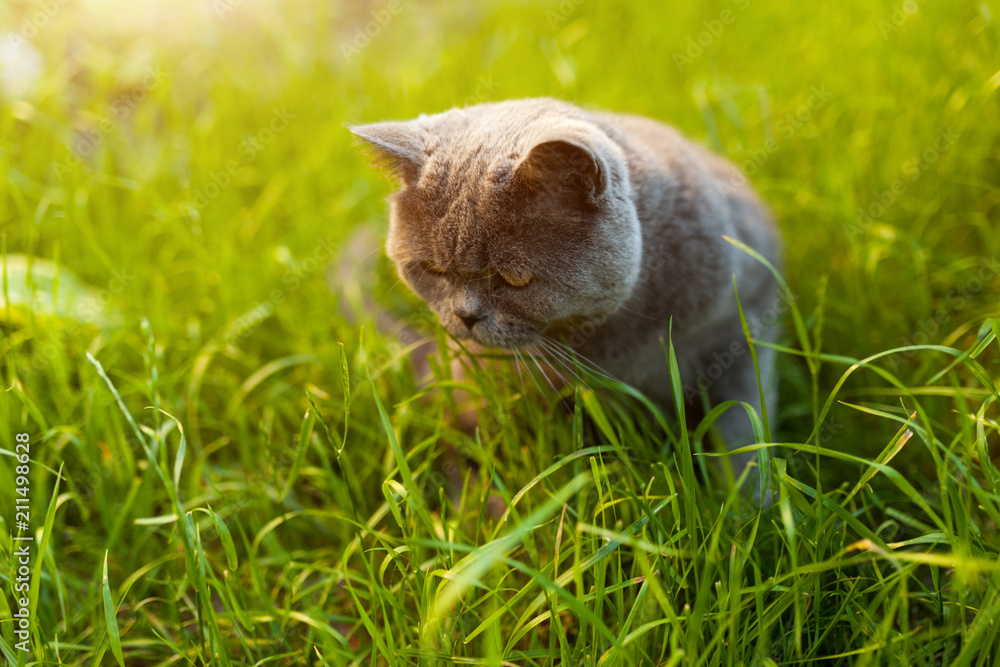 Portrait of a british shorthair cat in the garden in the backlight.