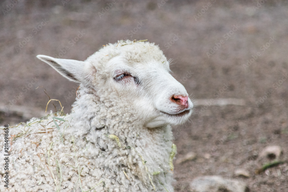 A close up of a sheeps face looking relaxed