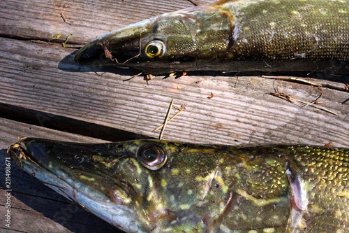 Pike, large size, caught on the river with spinning and artificial bait in June. Trophies of a fisherman.
