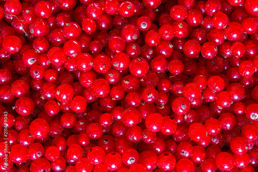 Red currant berries close-up of a flat lay top view with copy space, berry background Red currant berries close-up of a flat lay top view with copy space, berry background