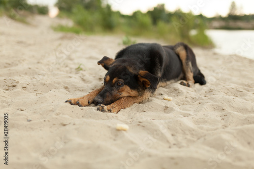 Mutt puppy laying on the sand at the dog beach
