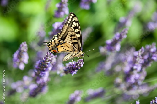 Summer hot dance of butterfly swallowtail on a lavender field in sunny day © wojtek