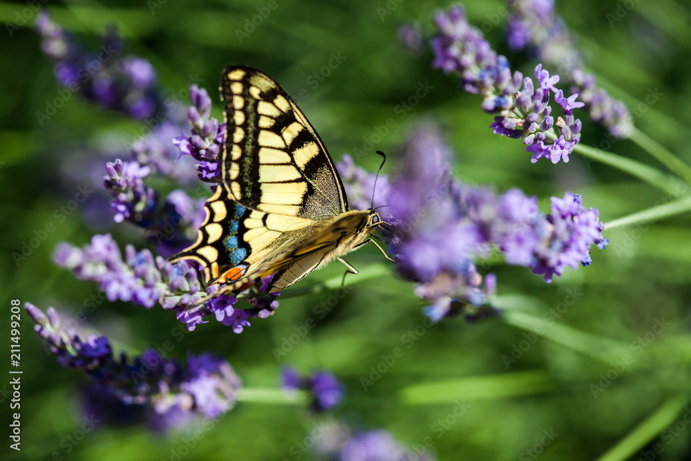 Summer hot dance of butterfly swallowtail on a lavender field in sunny day Summer hot dance of butterfly swallowtail on a lavender field in sunny day