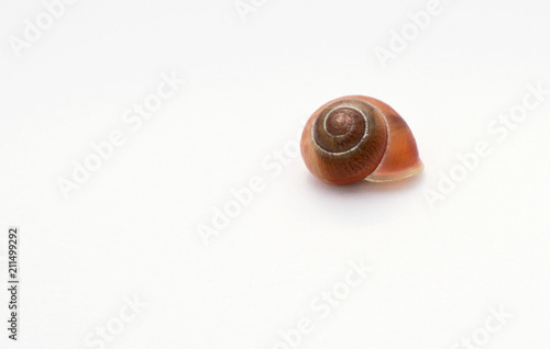 Brown shell with small veins isolated on white background. Decoration. It belonged to small snail. 
