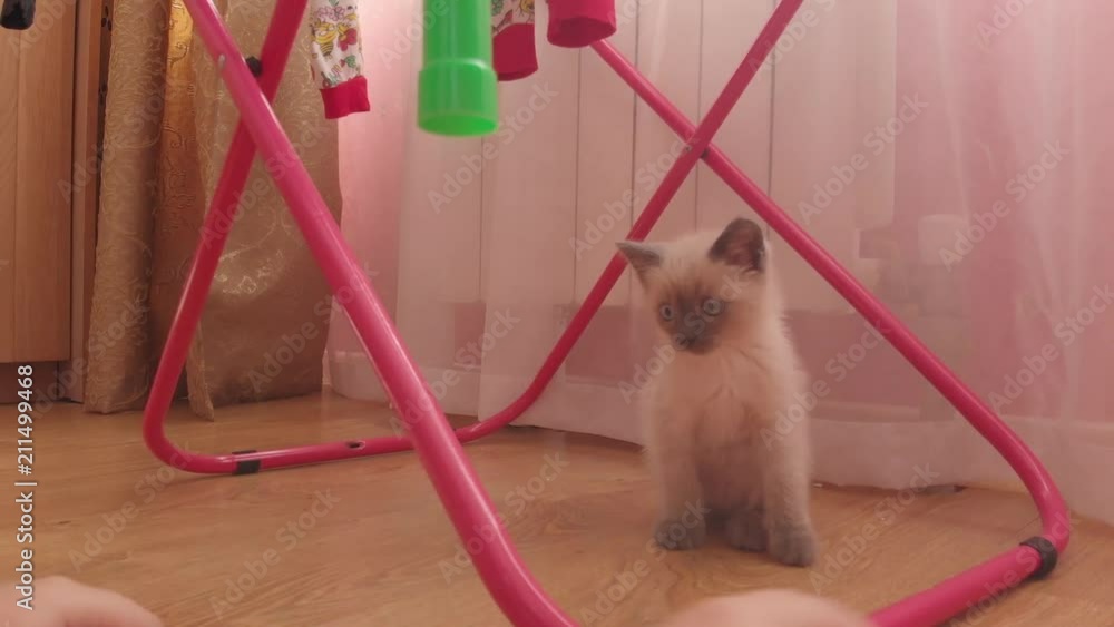 Curious little kitten