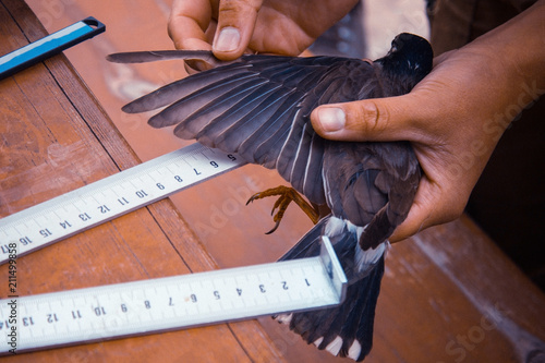 Canvastavla Measuring the wing of a bird.