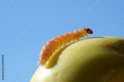 pink caterpillar on a green apple