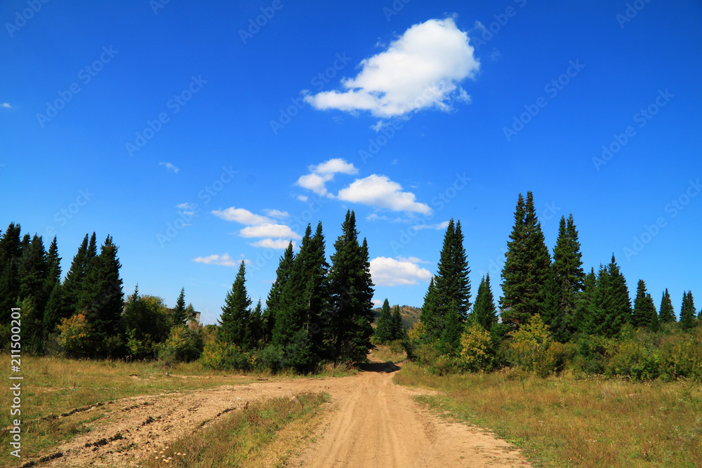 Path in a fir-tree wood on a background of the blue sky with clouds