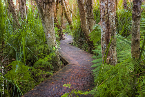Boardwalk through lush coastal rainforest and swamp lands
