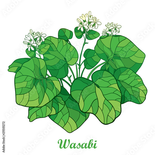 Vector bush of outline Wasabi or Japanese horseradish flower and leaf in green isolated on white background. Spicy and culinary Wasabi bunch in contour style for summer design. 
