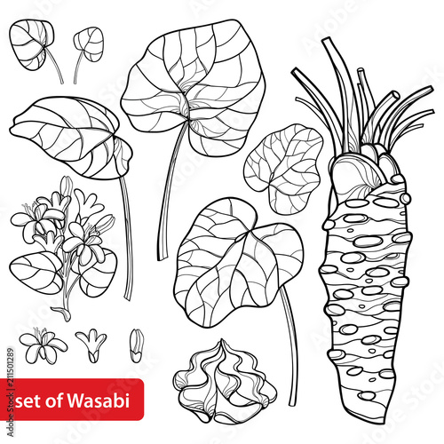 Vector set of outline Wasabi or Japanese horseradish, leaf, root, raw and flower in black isolated on white background. Spicy and culinary herb Wasabi in contour for summer design or coloring book. 