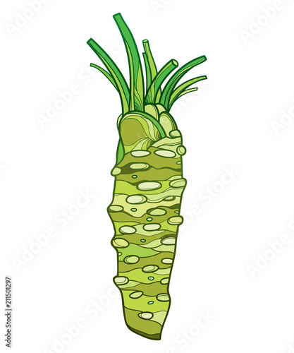 Vector outline root with cut leaves of Wasabi or Japanese horseradish in green isolated on white background. Traditional Japanese spicy and culinary herb Wasabi in contour style for summer design. 
