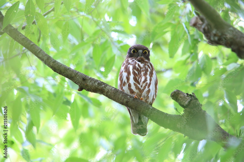 Northern Boobook or Brown hawk owl (Ninox japonica) in Japan Northern Boobook or Brown hawk owl (Ninox japonica) in Japan