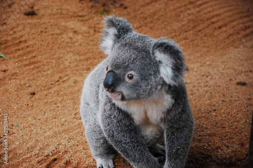 Fototapeta Naklejka Na Ścianę i Meble -  Koalas in Queensland