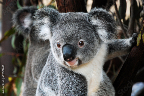 Koalas in Queensland