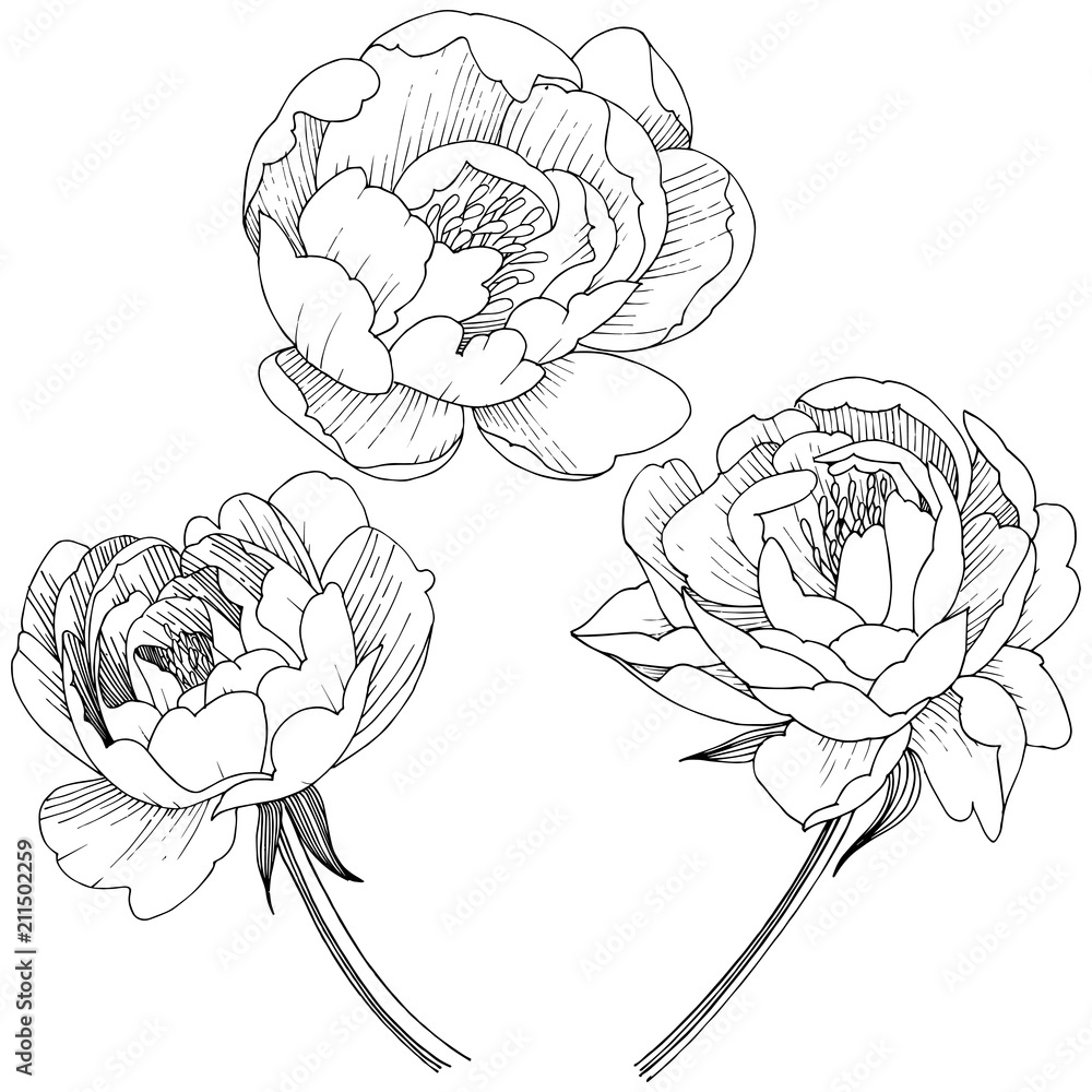 Vettoriale Stock Peony flower in a vector style isolated. Full name of the  plant: peony. Vector flower for background, texture, wrapper pattern, frame  or border. | Adobe Stock