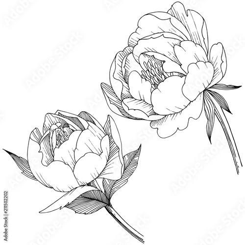 Peony flower in a vector style isolated. Full name of the plant: peony. Vector flower for background, texture, wrapper pattern, frame or border.