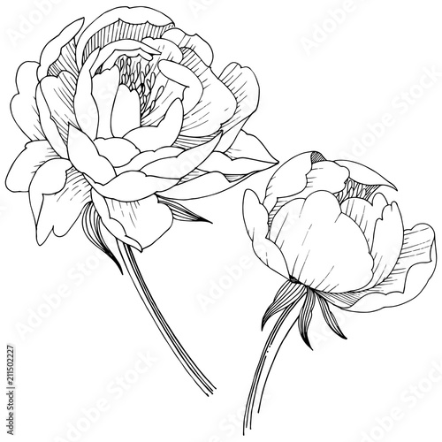 Peony flower in a vector style isolated. Full name of the plant: peony. Vector flower for background, texture, wrapper pattern, frame or border.