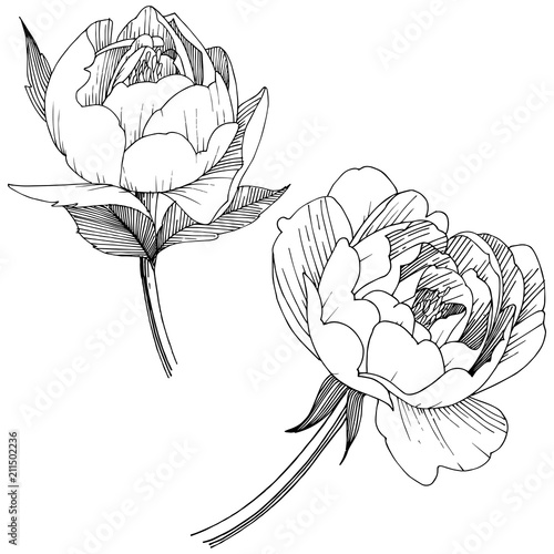 Peony flower in a vector style isolated. Full name of the plant: peony. Vector flower for background, texture, wrapper pattern, frame or border.