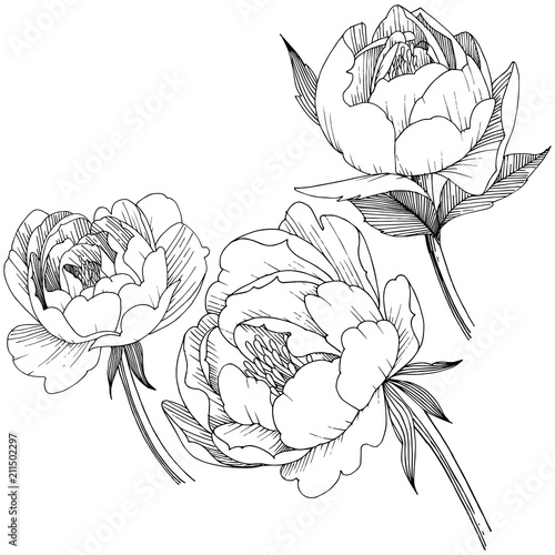 Peony flower in a vector style isolated. Full name of the plant: peony. Vector flower for background, texture, wrapper pattern, frame or border.