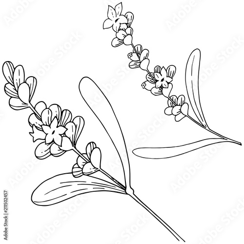 Lavender flower in a vector style isolated. Full name of the plant: lavender. Vector flower for background, texture, wrapper pattern, frame or border.