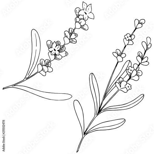 Lavender flower in a vector style isolated. Full name of the plant: lavender. Vector flower for background, texture, wrapper pattern, frame or border.