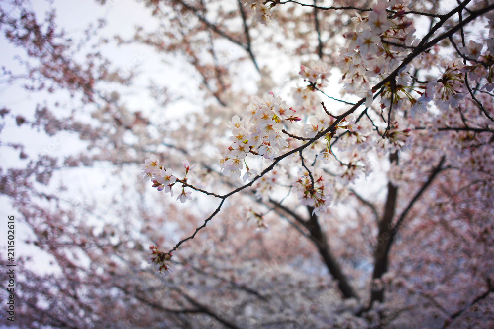 桜 桜
