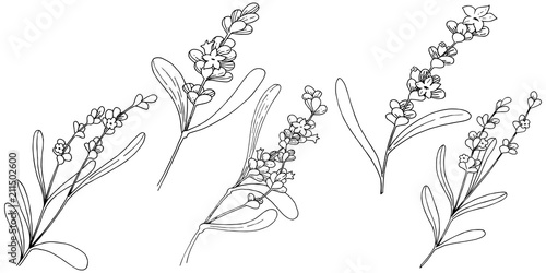 Lavender flower in a vector style isolated. Full name of the plant: lavender. Vector flower for background, texture, wrapper pattern, frame or border.