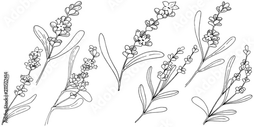 Lavender flower in a vector style isolated. Full name of the plant: lavender. Vector flower for background, texture, wrapper pattern, frame or border.